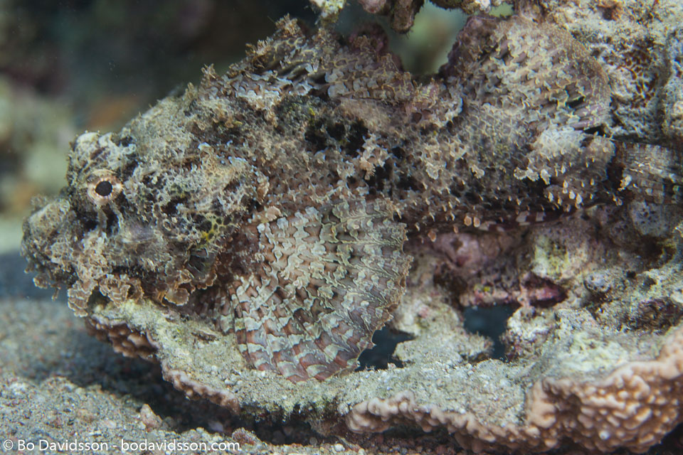 BD-121129-Aqaba-7683-Scorpaenopsis-barbata-(Rüppell.-1838)-[Bearded-scorpionfish].jpg